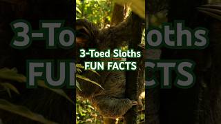 shorts Four Fun Facts About the 3Toed Sloth spiritanimal sloth animalfacts funfacts forkids [upl. by Htrowslle236]