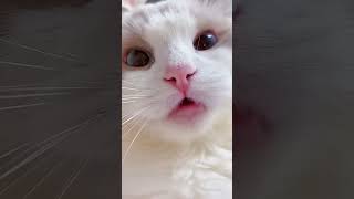 Cute Baby Cat Says MEOW funnyvideos [upl. by Nairadas]