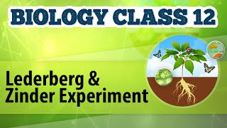 Lederberg and Zinder Experiment  Molecular Basis of Inheritance  Biology Class 12 [upl. by Fenella305]