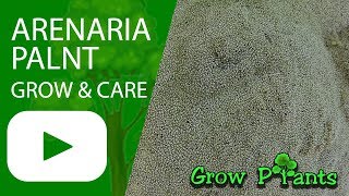 Arenaria plant  growing amp care Amazing ground cover plant [upl. by Maddeu190]