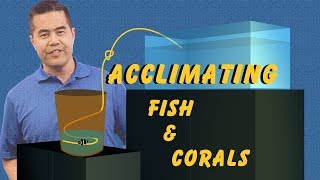 Acclimating Fish and Corals How Drip Acclimation Ensures a Safe Transition Into Your Aquarium [upl. by Helyn]