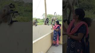 Monkey jumping on lady animals god hanuman bandar langoor jump viral trending manjulapatel [upl. by Baron]