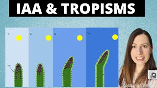 PLANT GROWTH FACTORS IAA and tropisms for Alevel Biology Phototropism and gravitropism [upl. by Hassi]