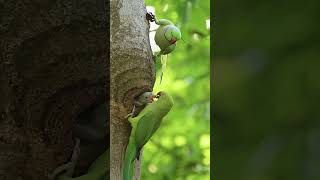 Rose Ring Parakeet  Parrot Bird  Parakeet  wildlifephotoghraphy birds photography wildlife [upl. by Koffman]