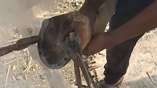 Horse Farrier Shoing 🔥🔥 [upl. by Airamalegna]