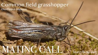 Common field grasshopper Chorthippus brunneus callingstridulating  Insect Behaviour [upl. by Ylro266]