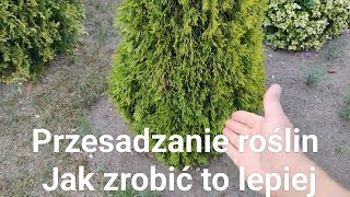 Przesadzanie roślin Jak zrobić to lepiej [upl. by Anahahs183]