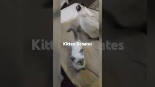 Kitten Debate when Fluffy had to have the last word [upl. by Allerie]