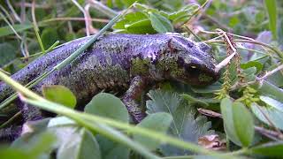 Tritón pigmeo Triturus pygmaeus Recuerdos del Carbonífero GONZALO [upl. by Hagan]