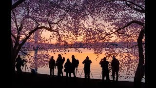 Árbol de la flor de cerezo de Washington en 360 grados [upl. by Tolliver501]