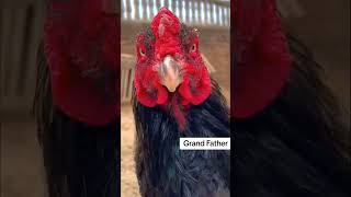 Aseel home breeding aseel aseelmurga shorts youtubeshorts [upl. by Katz]