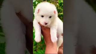 Pomeranian puppy love song lyrics sad music shortsviral trendingshorts dog [upl. by Yenaffit]