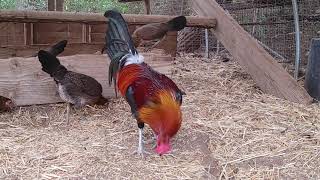 American gamefowl  Shubin Hatch Aviary [upl. by Maite]