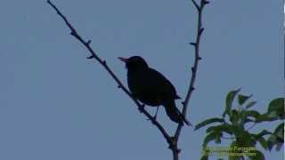 KOLTRAST Common Blackbird Turdus merula Klipp  678 S  48 [upl. by Josephine639]