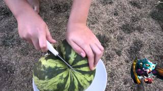 WassermelonenChallenge carolina cross 70 richtig anbauen 60 FPS [upl. by Pietje]