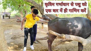 भैंस को एक बार में गाभिन करें bhains Ko ek bar mein pregnant Karen [upl. by Blodget]