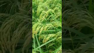 ताज धान viral short video farming love [upl. by Daniels]