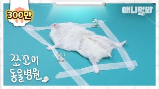 쪼꼬미 동물병원 8화 내원환자  드워프햄스터 두부님ㅣAnimal Hospital for Tiny Animals Ep 8 Patient Dubu Dwarf Hamster [upl. by Ahsimot]