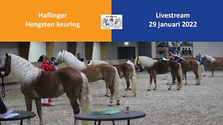 Hengstenkeuring Haflingers 2022 [upl. by Cosenza]