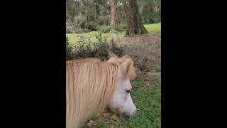 O Mercy Mercy Mercy 💚 farming gingerspecifics horse minihorse animals farm shorts [upl. by Nnyliak]