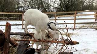 Funny Goat Screaming Alarm Clock [upl. by Abagael]