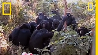 Chimps quotMournquot Nineyearolds Death  National Geographic [upl. by Breanne166]