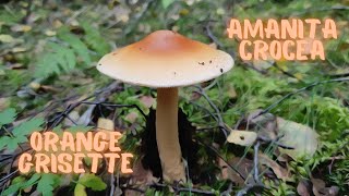 The edible brother of the Deathcap Mushroom😃 Orange GrisetteAmanita Crocea [upl. by Francesco571]