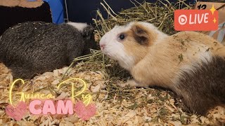 🔴 The one with the bell pepper  Guinea Pig Cam 15 Nov 2024 [upl. by Tasha160]