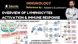 Overview of Lymphocyte Activation amp Immune Response  Acquired immunity  CMI amp AMI or HI [upl. by Squires]