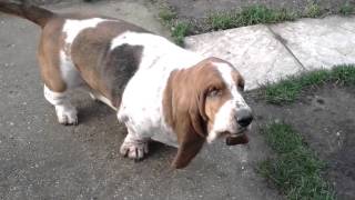 Basset hound Funny morning stretch [upl. by Lucilia178]