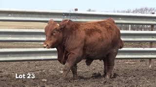 2019 OHOA Beefmaster Bulls  Springfield MO [upl. by Anrahc]