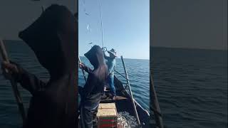 Mackerel fishing on boat  fishing mackerelfish catchingseafood [upl. by Timon41]