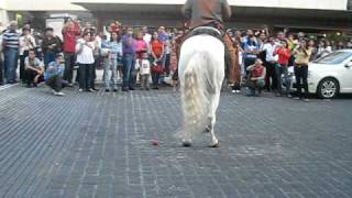 two mexican horses are dancing [upl. by Anaik383]