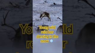 This wild reindeer is crazy dancing in the snow ❄ scandinavia keepexploring [upl. by Rowell884]