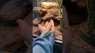 Did you need MORE convincing that Schneider’s Skinks are the best pet lizards skink animalshorts [upl. by Circosta183]