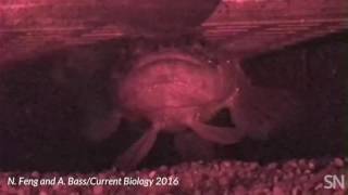 Listen to a midshipman fish sing  Science News [upl. by Volnay799]