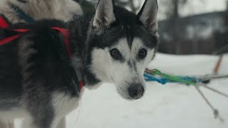 Sled Dogs With Alaskan Huskies  North of Alaska [upl. by Needan]