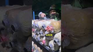 Day 110 on the mushroom farm viralvideo funny fyp business gardening [upl. by Vez]