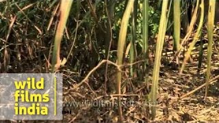 Pygmy Hog in Assam [upl. by Reinert879]