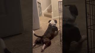 Allergy season for Rocco😂😂 shorts viralvideo funnydogs [upl. by Ecnarretal746]