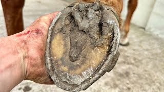 Jaffas Popped Abcess Update Hoof Trimming [upl. by Severn]