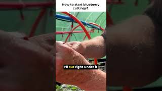 How to start blueberry cuttings [upl. by Colinson]