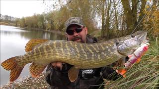 4D LINE THRU TROUT nouveauté 2018 SAVAGE GEAR en actions [upl. by Aztiraj]