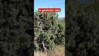 Comment reconnaître le genévrier cade  plante nature garrigue [upl. by Ellehcim963]