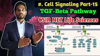 TGFβ Signalling Pathway  BSc 1st year Zoology  cell Signalling part15  CSIR NET Life Science [upl. by Pheni]