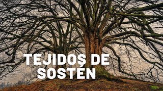 TEJIDOS DE SOSTEN enhanced [upl. by Ahsed]