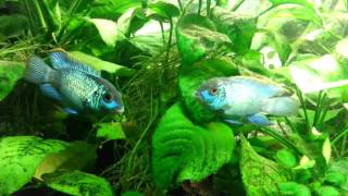 Electric Blue Acaras Males [upl. by Adall490]