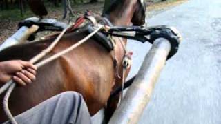 Horse Cart Ride in Nepal India border [upl. by Anecusa]