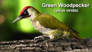 Woodpecker  European Green Woodpecker Bird Call [upl. by Loredana]