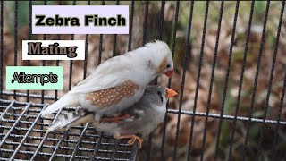 Zebra Finch Mating Attempts [upl. by Lucienne]